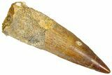 Fossil Spinosaurus Tooth - Beautiful Preservation #365618-1